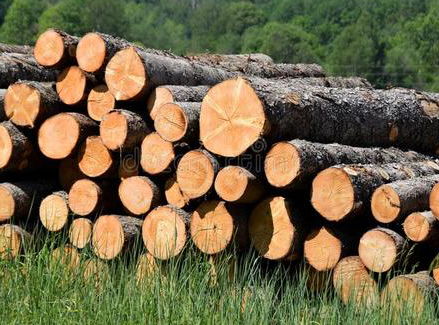 物流 木业 木材行业热点 企业新闻